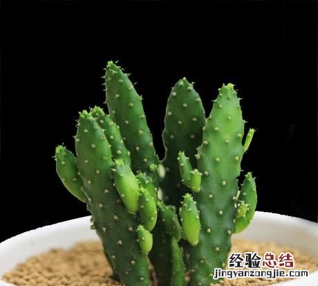 多肉摇钱树怎么养