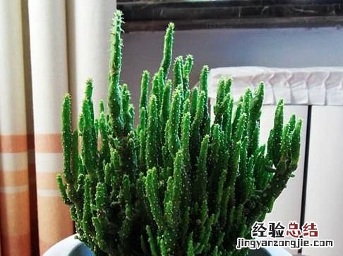 多肉摇钱树怎么养
