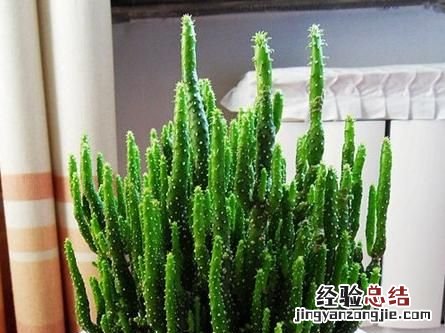 多肉摇钱树怎么养