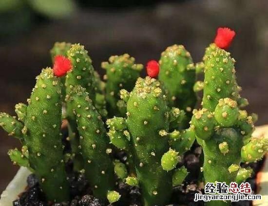 多肉摇钱树怎么养