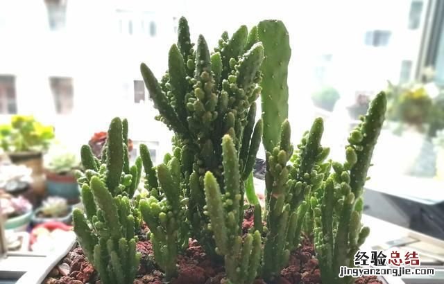 多肉摇钱树怎么养