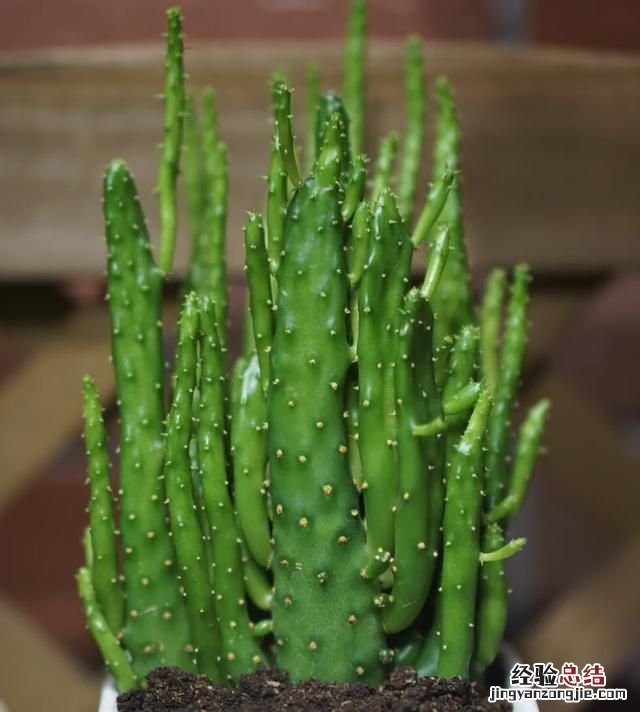 多肉摇钱树怎么养