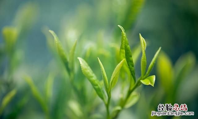 茶叶的六大种类有哪些 茶叶的种类有哪些