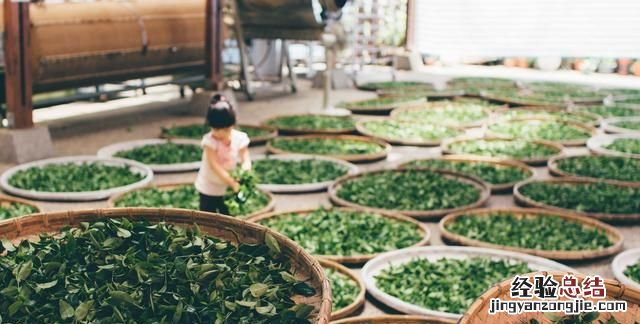 茶叶的六大种类有哪些 茶叶的种类有哪些