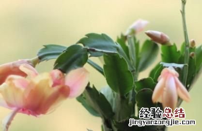 用卫生纸繁殖蟹爪兰的方法,蟹爪兰繁殖方法