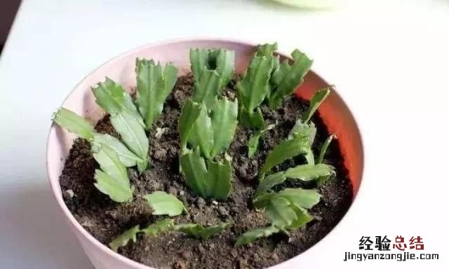 用卫生纸繁殖蟹爪兰的方法,蟹爪兰繁殖方法