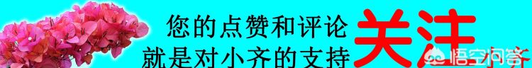 用卫生纸繁殖蟹爪兰的方法,蟹爪兰繁殖方法