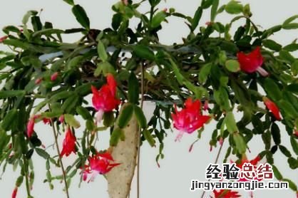 用卫生纸繁殖蟹爪兰的方法,蟹爪兰繁殖方法
