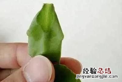用卫生纸繁殖蟹爪兰的方法,蟹爪兰繁殖方法