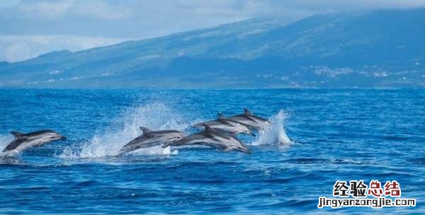 海豚寓意