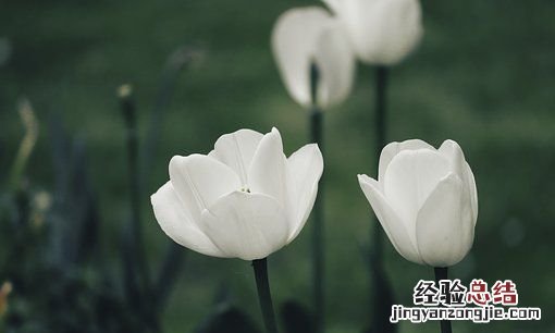 郁金香花语和寓意，白色郁金香花语白色郁金香花语是什么