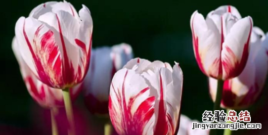 郁金香花语和寓意，白色郁金香花语白色郁金香花语是什么