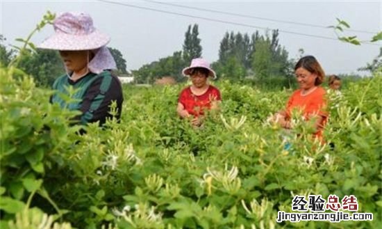 金银花茶的功效与作用