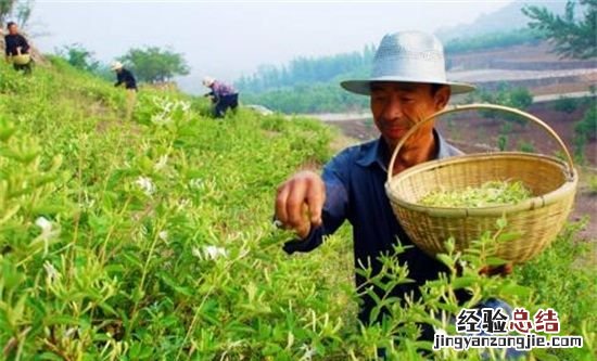 金银花茶的功效与作用