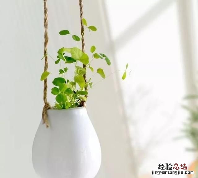 养什么水培植物比较好