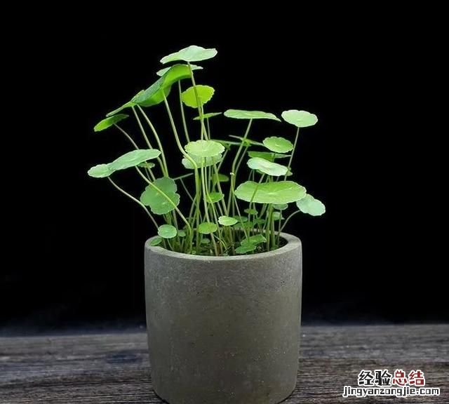 养什么水培植物比较好