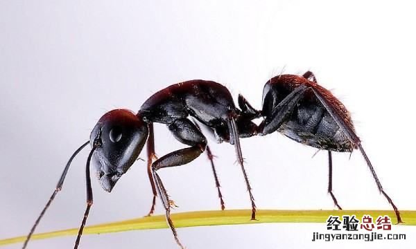 蚂蚁是怎么搬运食物的，蚂蚁为什么要把食物埋起来