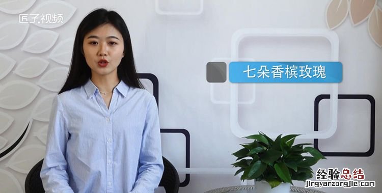 香槟玫瑰适合送哪些人,一朵向日葵六朵香槟玫瑰适合送给朋友