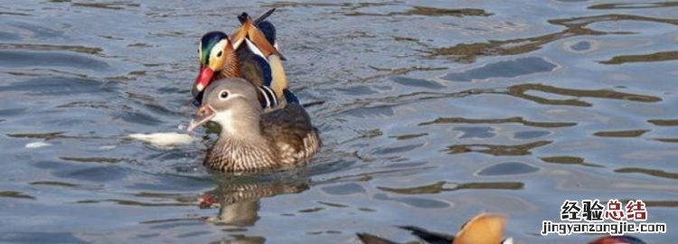 雄鸟是鸳还是鸯，鸳鸯是鸭子还是鸟
