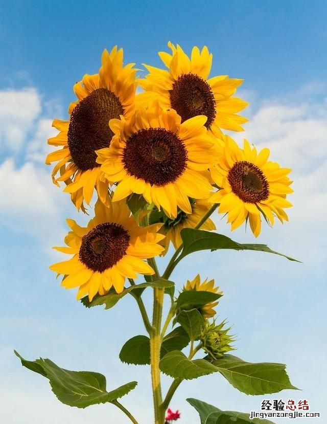 夏天适合种什么花,夏天适合种什么花对家庭又吉祥