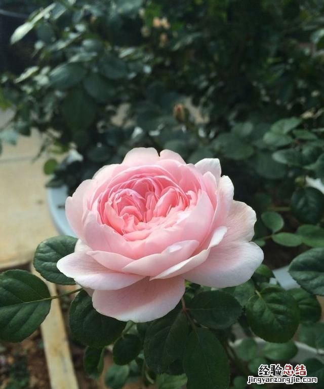 夏天适合种什么花,夏天适合种什么花对家庭又吉祥