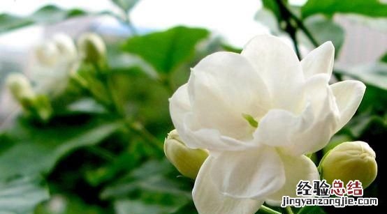 夏天适合种什么花,夏天适合种什么花对家庭又吉祥