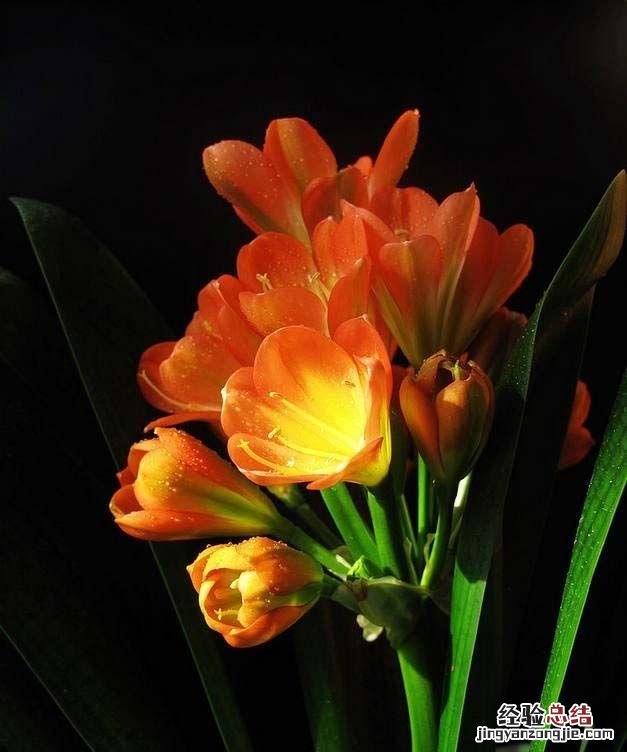 夏天适合种什么花,夏天适合种什么花对家庭又吉祥