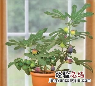 夏天适合种什么花,夏天适合种什么花对家庭又吉祥