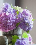 夏天适合种什么花,夏天适合种什么花对家庭又吉祥