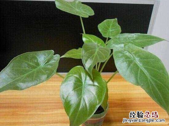 滴水观音的养殖方法