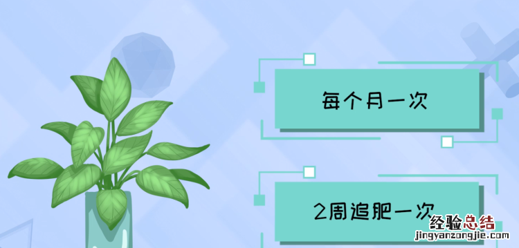 滴水观音的养殖方法