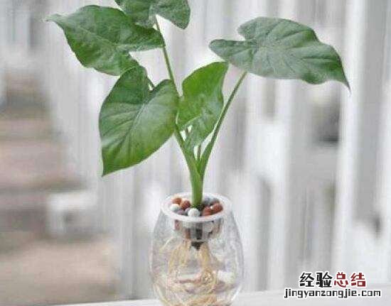 滴水观音的养殖方法