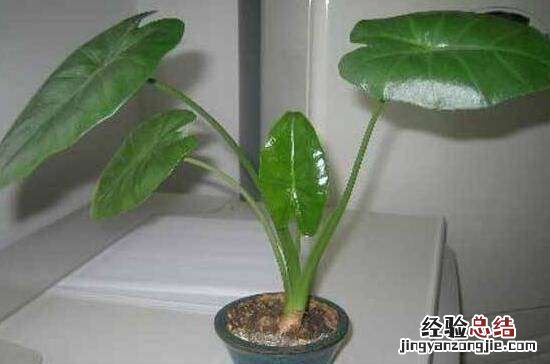 滴水观音的养殖方法