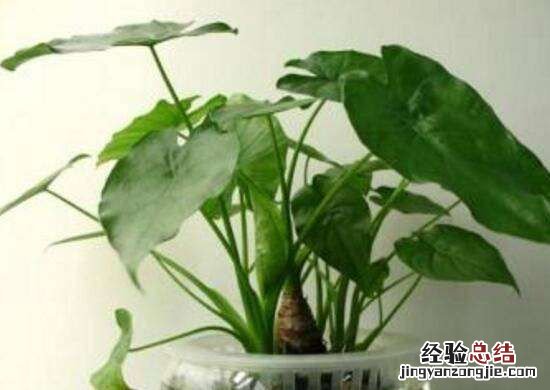 滴水观音的养殖方法
