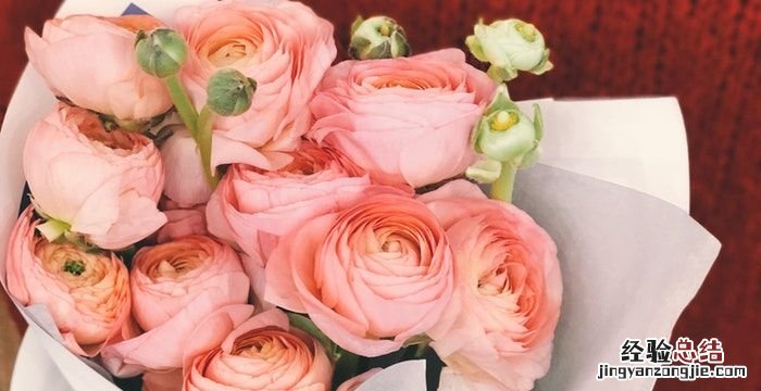 玫瑰花的颜色,玫瑰花各种颜色各代表什么寓意