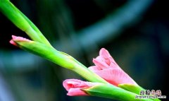 送老师送什么花