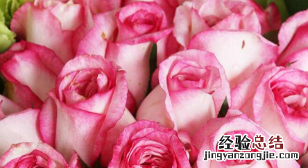 送老师送什么花