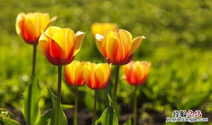 送老师送什么花