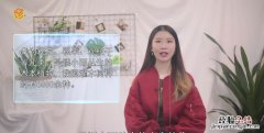 灌木种类有哪些，高大乔木有哪些