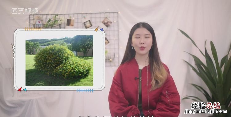 灌木种类有哪些,高大乔木有哪些