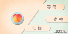 桃子的功效与作用