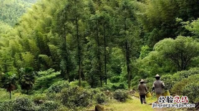 到底哪种红茶好喝