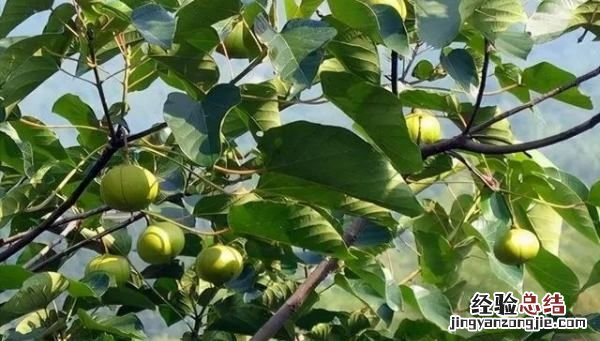 桐子是什么,毛叶三桐子是什么作物