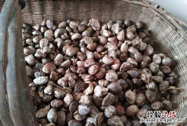 桐子是什么,毛叶三桐子是什么作物