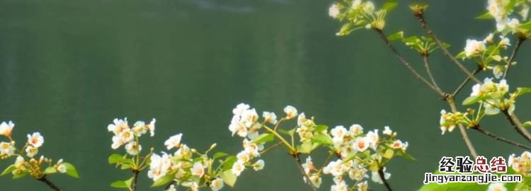 桐子是什么,毛叶三桐子是什么作物