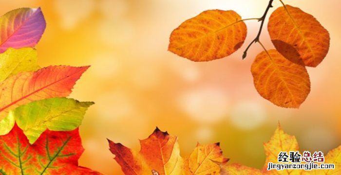 红枫与鸡爪槭的区别，银红槭与美国红枫的区别