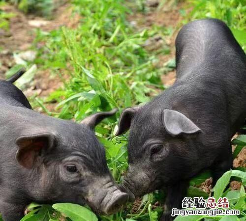 生态米是什么米，沱牌特曲生态6和生态9是贴牌