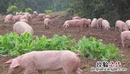 生态米是什么米，沱牌特曲生态6和生态9是贴牌