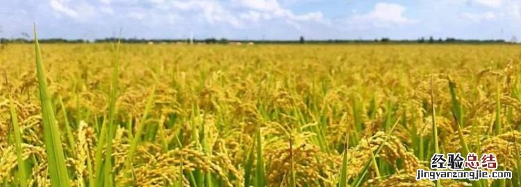 生态米是什么米，沱牌特曲生态6和生态9是贴牌