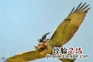 游隼到底有多快?它的天敌是谁呢